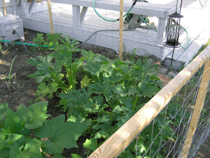 squash