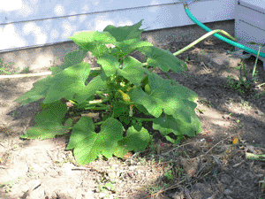 squash