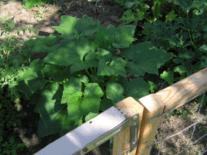 squash