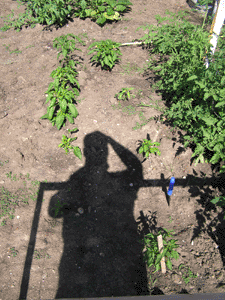 peppers