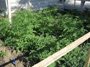 tomatoes